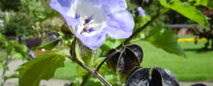 Flowers in Walled Garden Kilrush