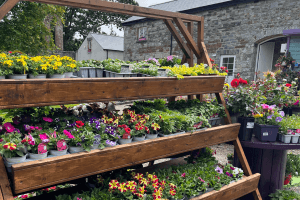 Images of plants on display in our garden centre at Vandeleur Walled Garden and Visitor Centre 2025.