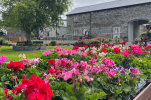 Images of plants on display in our garden centre at Vandeleur Walled Garden and Visitor Centre 2025.