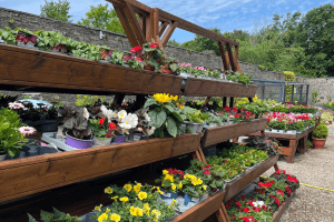 Images of plants on display in our garden centre at Vandeleur Walled Garden and Visitor Centre 2025.