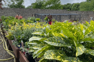 Images of plants on display in our garden centre at Vandeleur Walled Garden and Visitor Centre 2025.