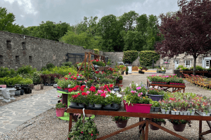 Images of plants on display in our garden centre at Vandeleur Walled Garden and Visitor Centre 2025.
