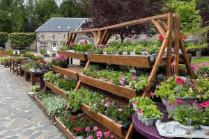 Images of plants on display in our garden centre at Vandeleur Walled Garden and Visitor Centre 2025.