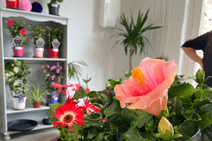Images of plants on display in our garden centre at Vandeleur Walled Garden and Visitor Centre 2025.