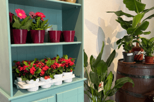 Images of plants on display in our garden centre at Vandeleur Walled Garden and Visitor Centre 2025.