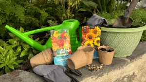 Image of small compostable pots, seed packets of nasturtiums and sunflowers, garden gloves, a watering can, and a pot full of compost with a small trowel in it against a background of greenery in the glasshouse.