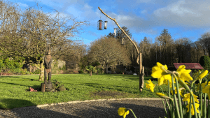 Image of the garden in late winter with daffodils in the foreground, the Irish hare sculpture in the background, and wintering bird feeders in the centre.
