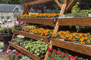 Images of plants on display in our garden centre at Vandeleur Walled Garden and Visitor Centre 2025.