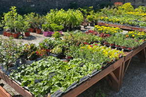 Images of plants on display in our garden centre at Vandeleur Walled Garden and Visitor Centre 2025.