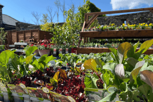 Images of plants on display in our garden centre at Vandeleur Walled Garden and Visitor Centre 2025.