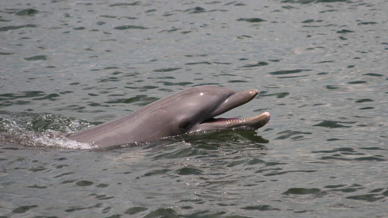 Dolphins