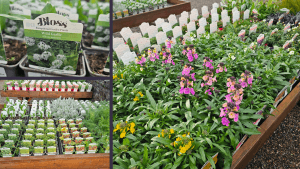 Spring Plants in the Garden Centre at Vandeleur Walled Garden & Visitor Centre in Kilrush. Beautiful rang of herbs and spring flowers!