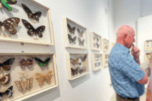 Image of the Frank O'Connor Butterfly collection as part of the Legacy Collection at Vandeleur Walled Garden